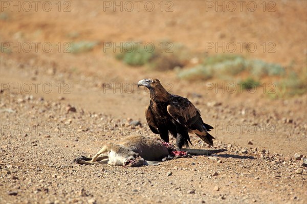 Wedge-tailed eagle