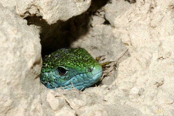 Eastern green lizard