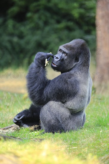 Western lowland gorilla