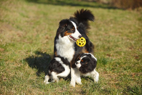 Australian Shepherd