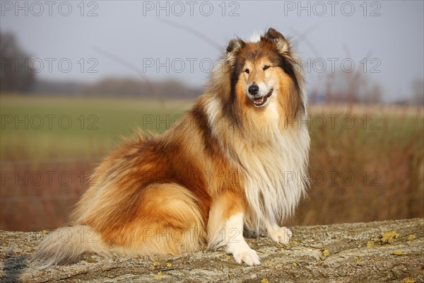 Scottish shepherd dog