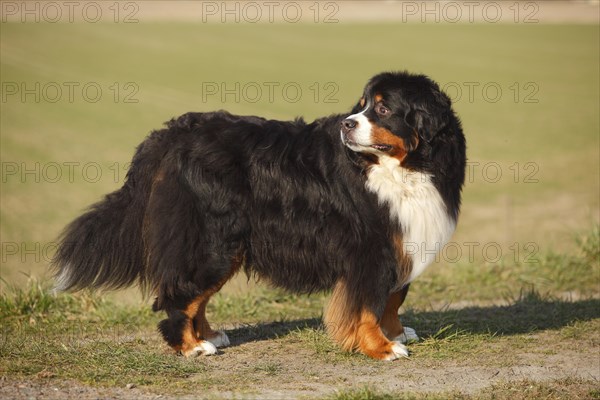 Bernese Mountain Dog