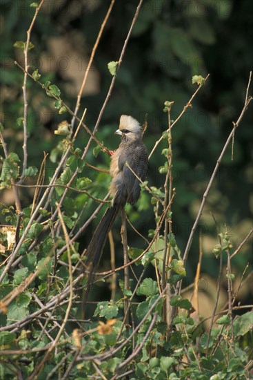 White-headed Mousebird