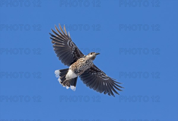 Spotted spotted nutcracker