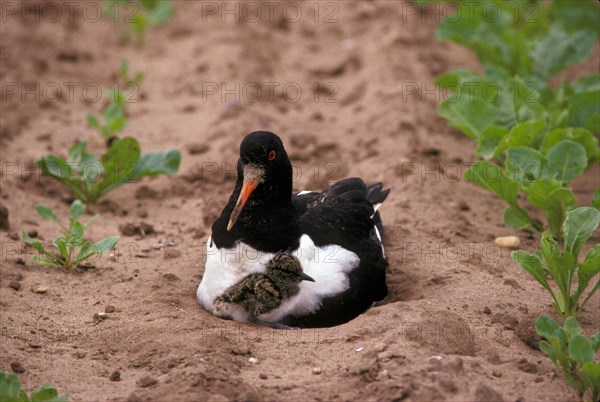 Eurasian oystercatcher