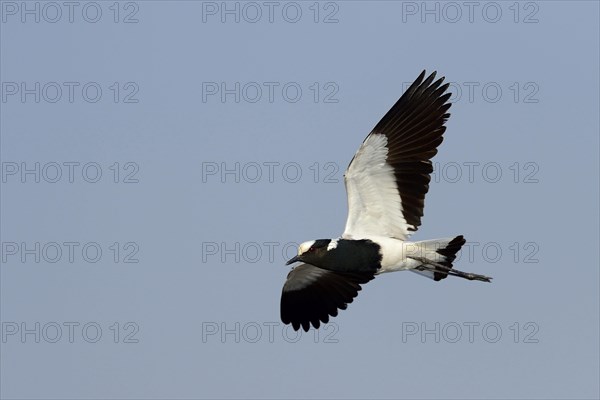 Blacksmith Plover