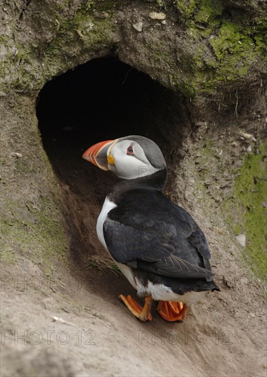 Puffin