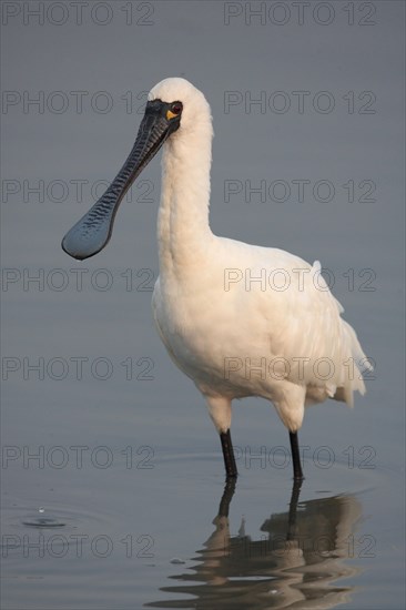 Black-faced black-faced spoonbill