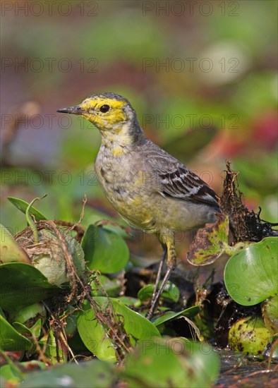 Citrine wagtail