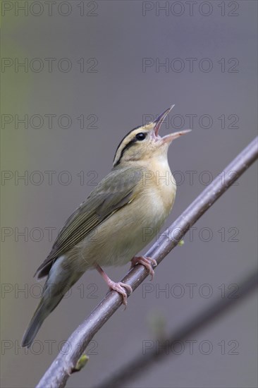 Worm-eating Warbler