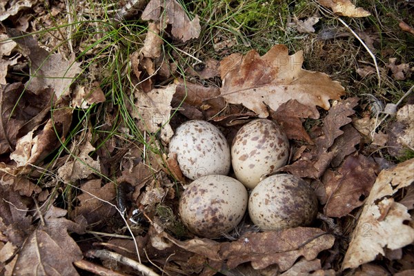 Eurasian woodcock