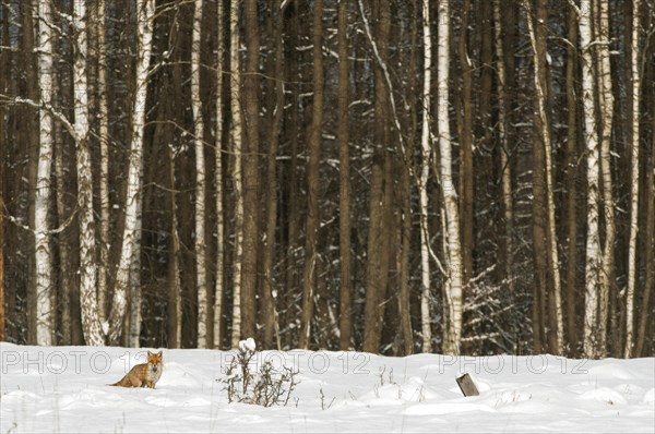 European Red Fox