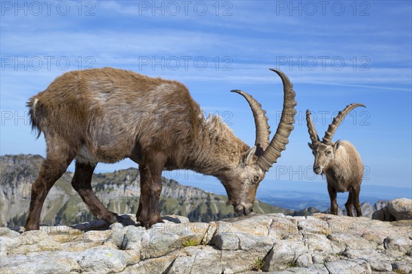 Capra ibex ibex