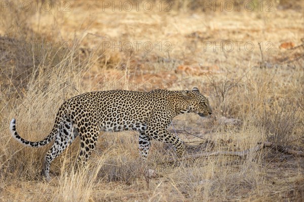 Adult african leopard