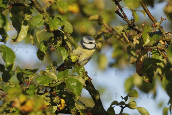 Blue tit