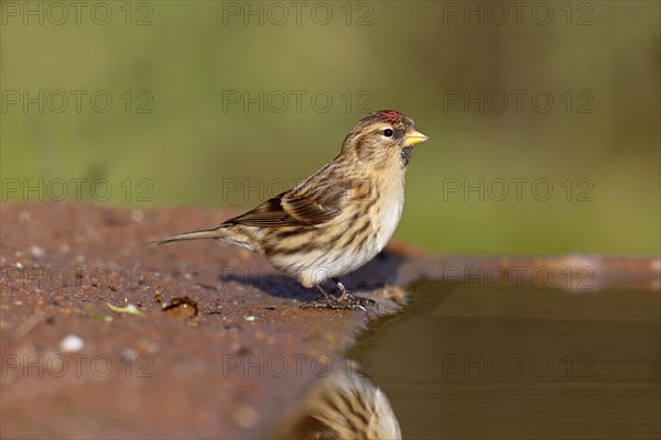 Lesser Redpoll