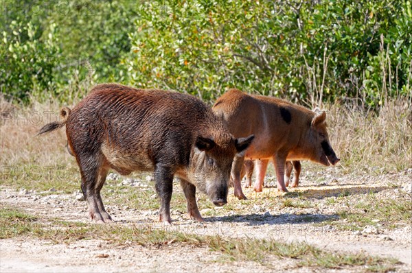 Wild boar