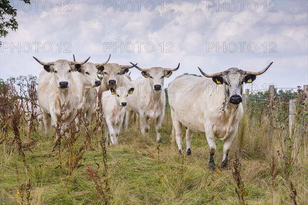 Domestic Cattle