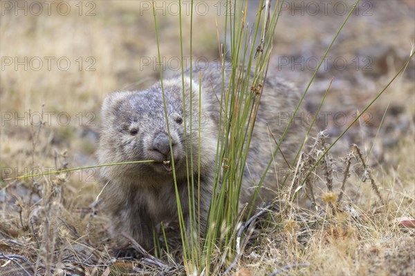 Tasmanian naked-nosed wombat