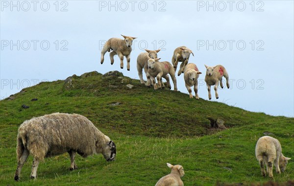 Domestic Sheep