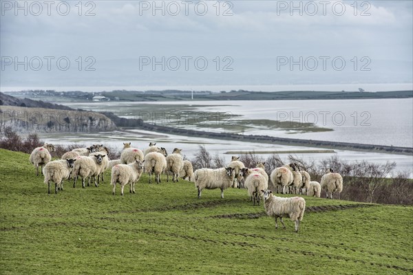 Domestic Sheep