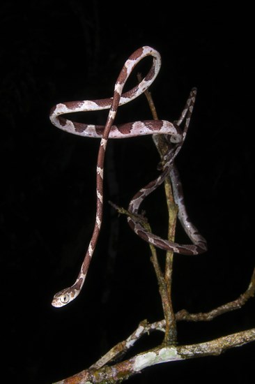 Blunt-headed adult blunthead tree snake