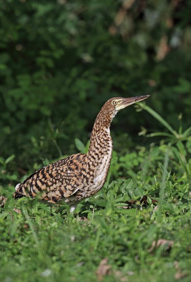 Red-winged Tiger Heron