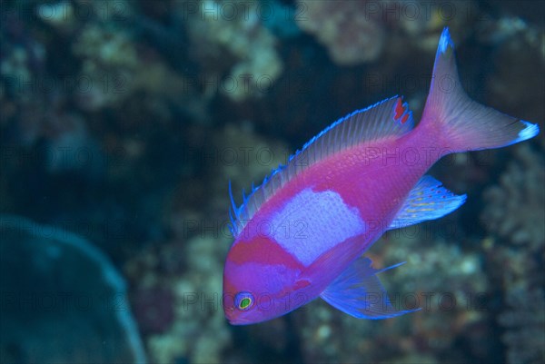 Flagfish