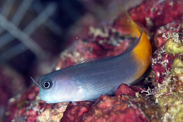 Bicolor blenny