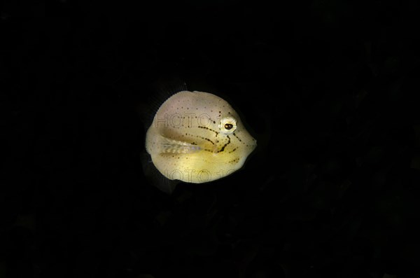 Taylor's Filefish