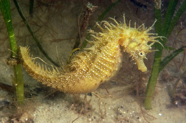 Seahorse