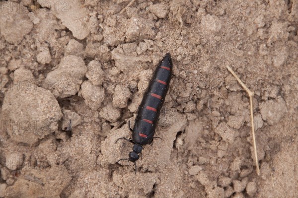 Berberomeloe majalis