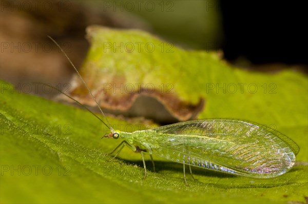 Common Green Lacewing