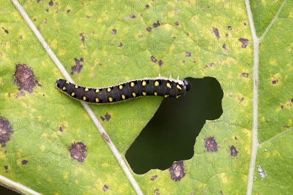 Larva of the sawfly wasp