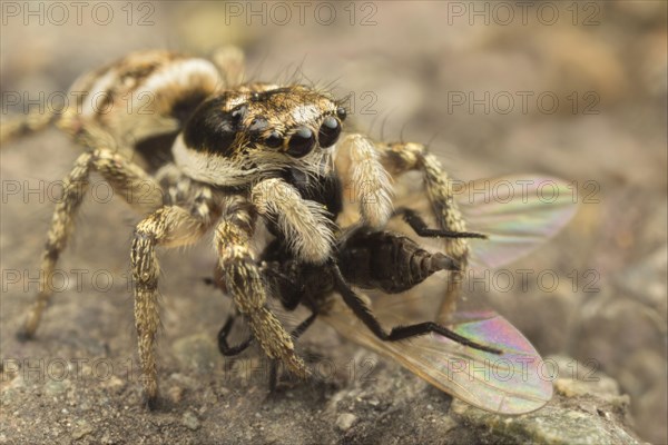 Zebra Jumping Spider