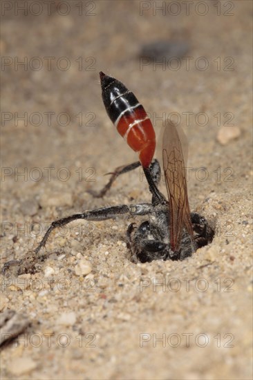 Sand wasp