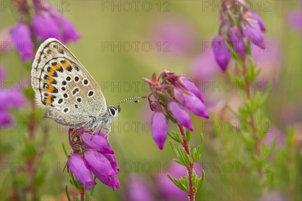 Silver-studded Blue