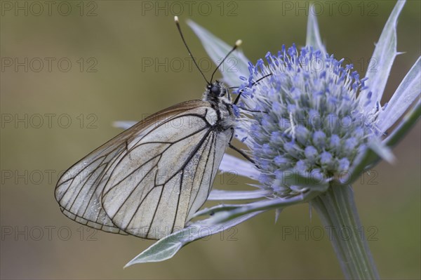 Black-veined whites