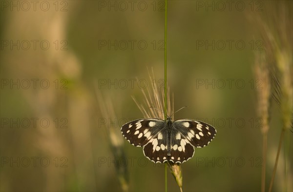 Melanargia galathea