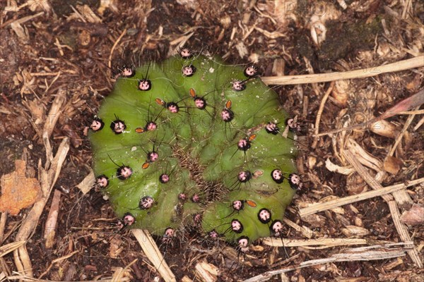 Small emperor moths