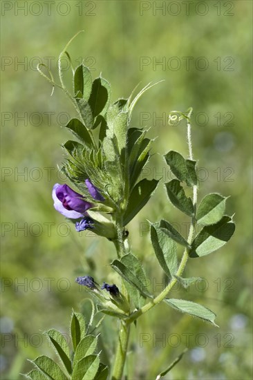 Bush vetch