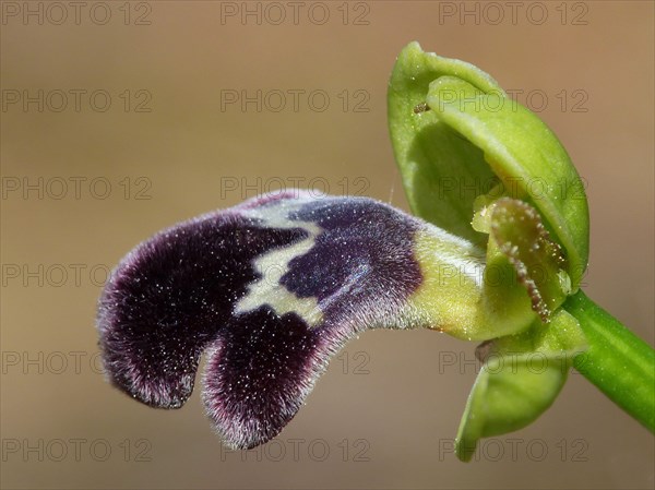 Dusky sombre bee-orchid