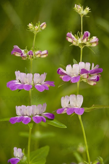 Flowering Purple Chinese Houses