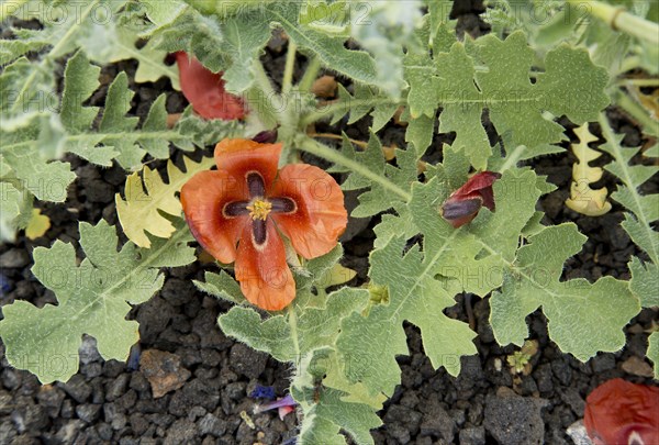 Flowering red horned-poppy