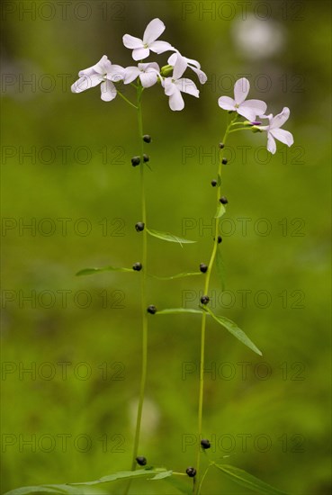 Coralroot Bitter-cress