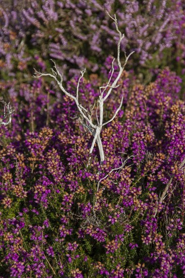 Bell heather growing on Sandlings Heath near Westleton Suffolk