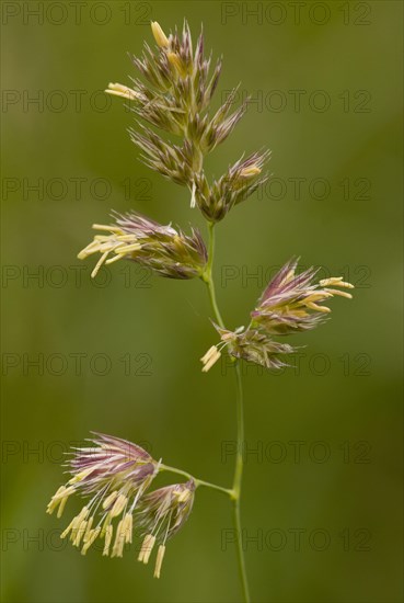 Orchard grass