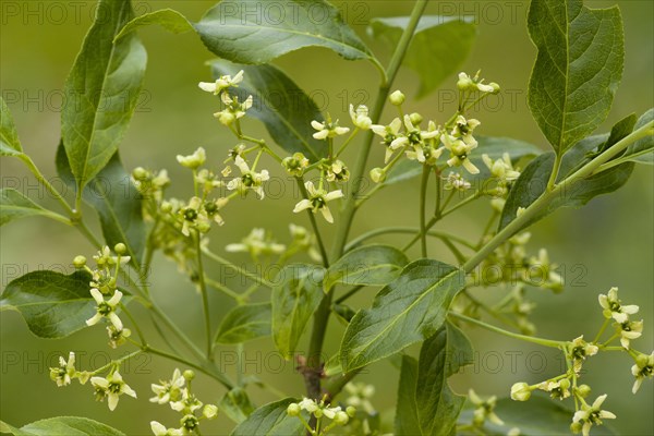 Euonymus europa