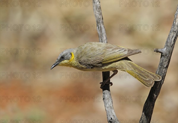 Grey-headed Honeyeater