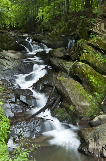 Waterfall in forest habitat